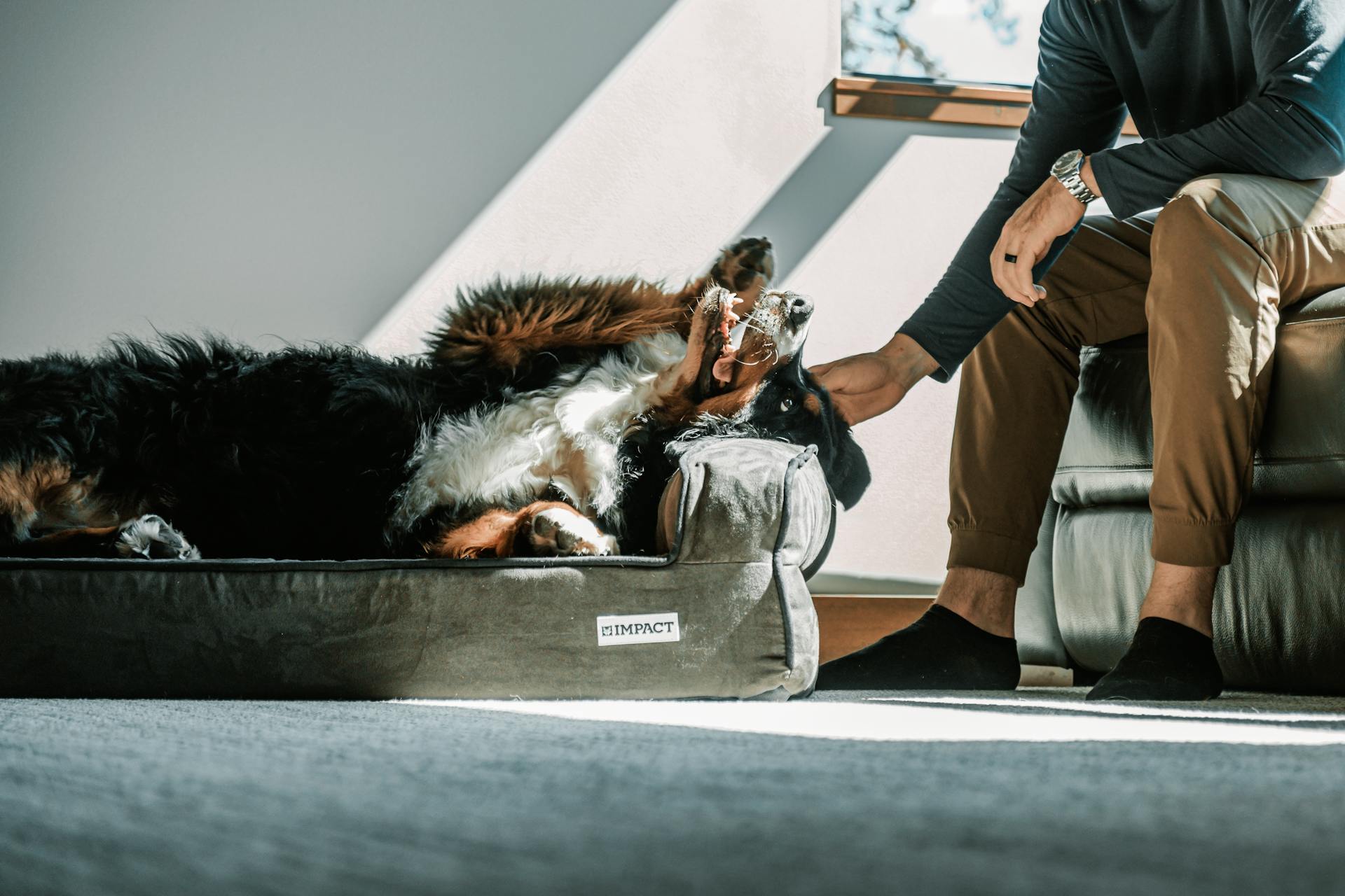 pexels-impact-dog-crates-1789722873-28860755